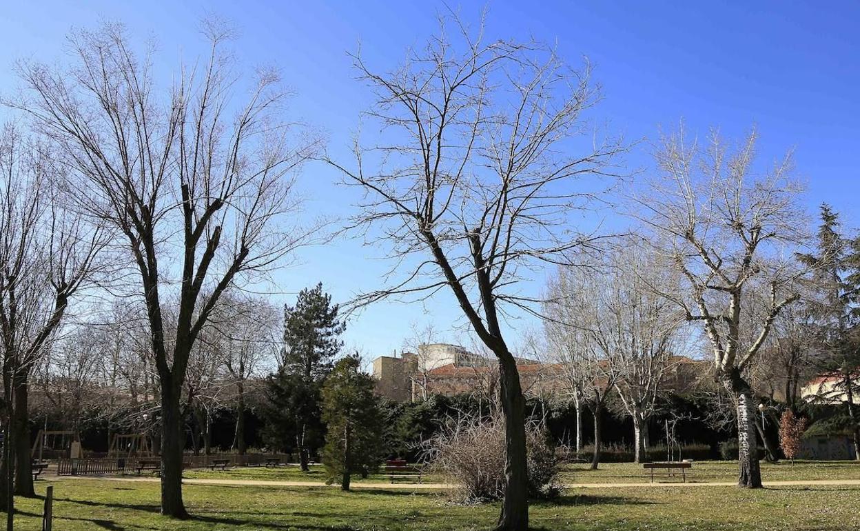 Varios árboles que han sido podados en un parque de la ciudad.