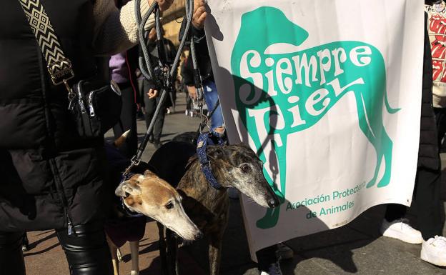 Manifestación en Salamanca para pedir la prohibición de la caza con perros