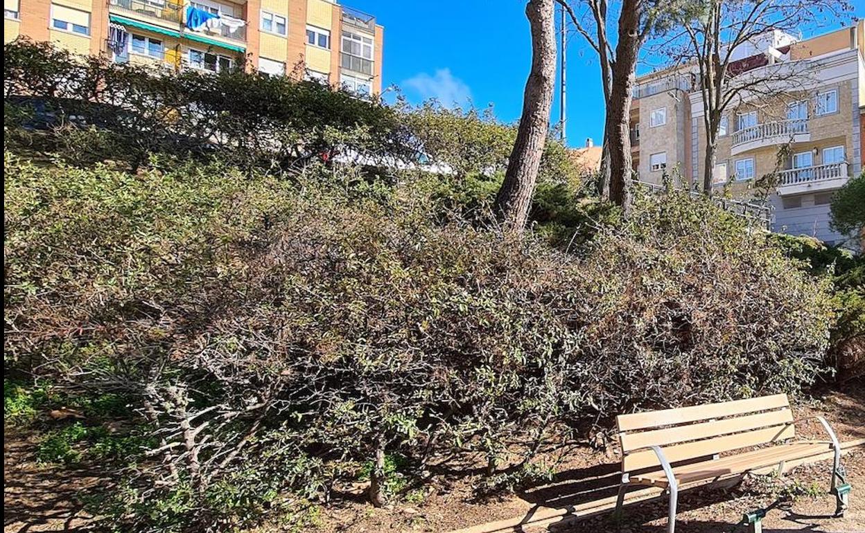 Zona ajardinada que recibirá las mejoras en Salamanca.