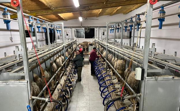 Subida «significativa» del precio de la leche de oveja en León