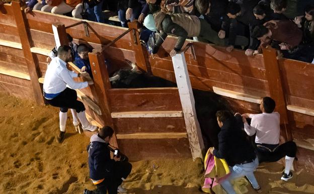 Dos heridos tras colarse el toro en un burladero durante la capea nocturna de Ciudad Rodrigo