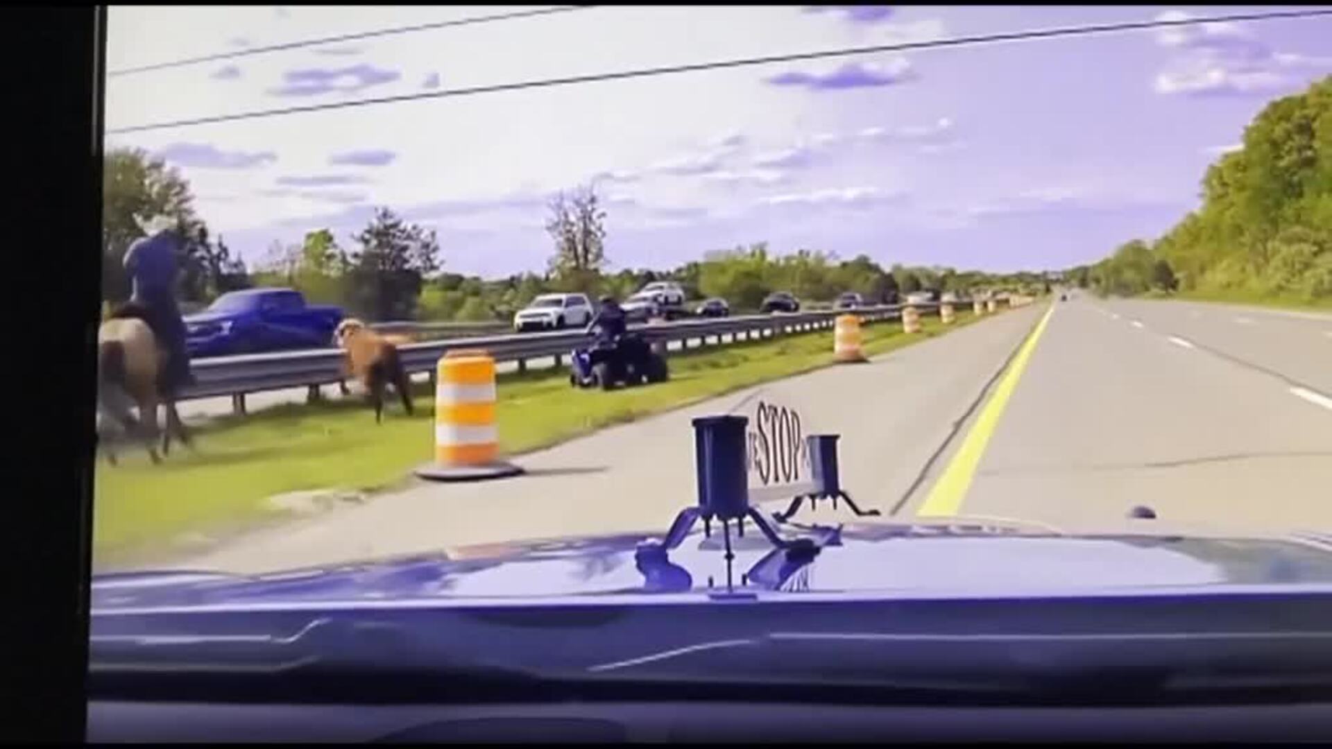 Un vaquero a caballo persigue a un novillo en una autopista de EEUU