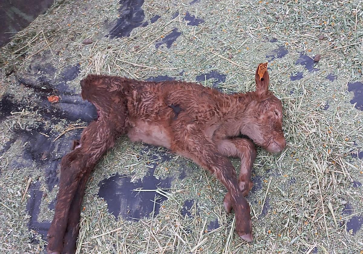 Ternero devorado por meloncillos