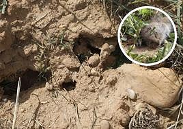 Galerías excavadas y un topillo en un campo.