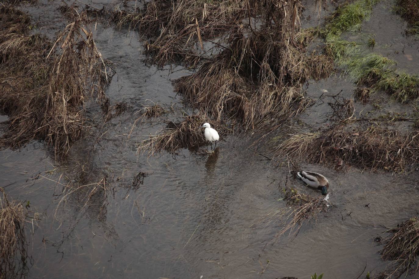 La basura emerge del Tormes después de la borrasca