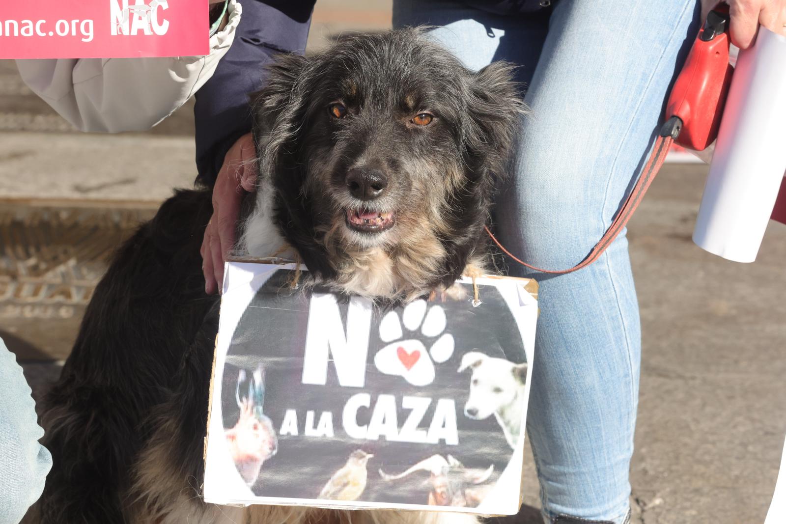 Uno de los perros que había en la manifestación con un cartel de 'No a la caza'.