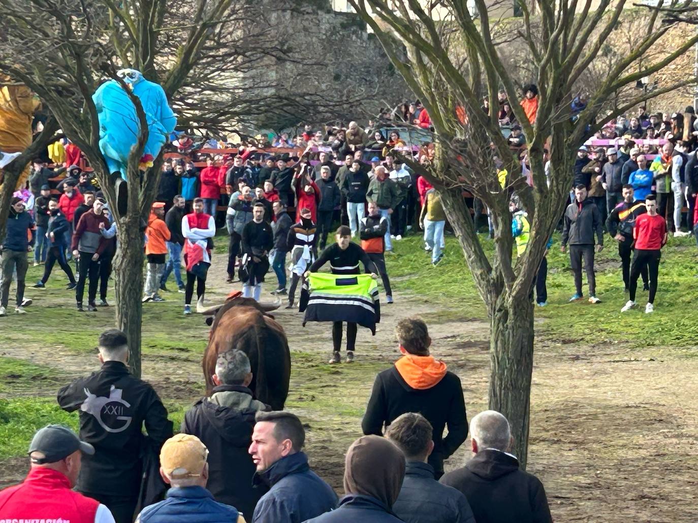 El Toro del Antruejo en imágenes