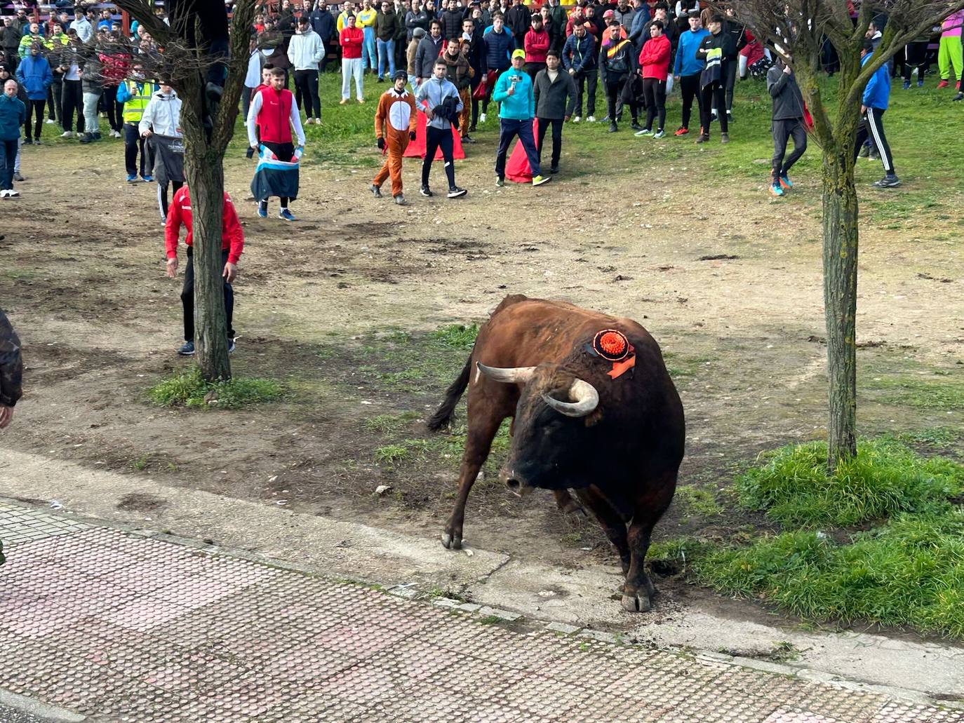 El Toro del Antruejo en imágenes