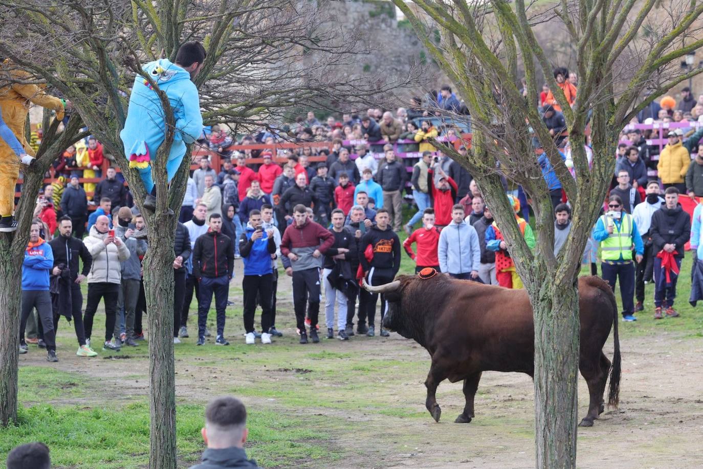 El Toro del Antruejo en imágenes