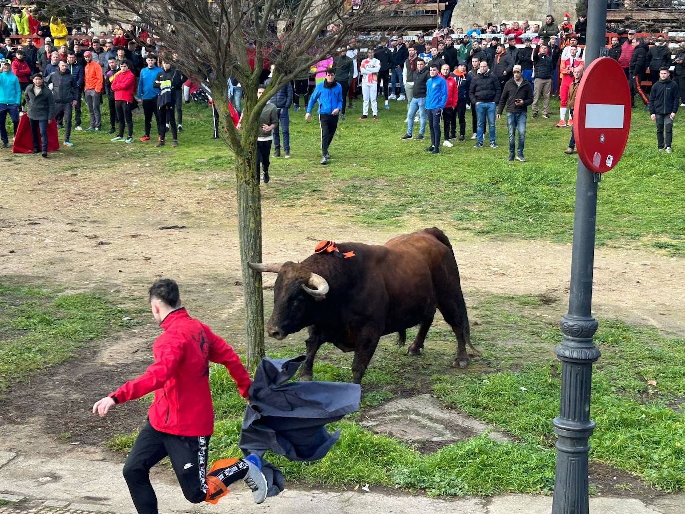 El Toro del Antruejo en imágenes