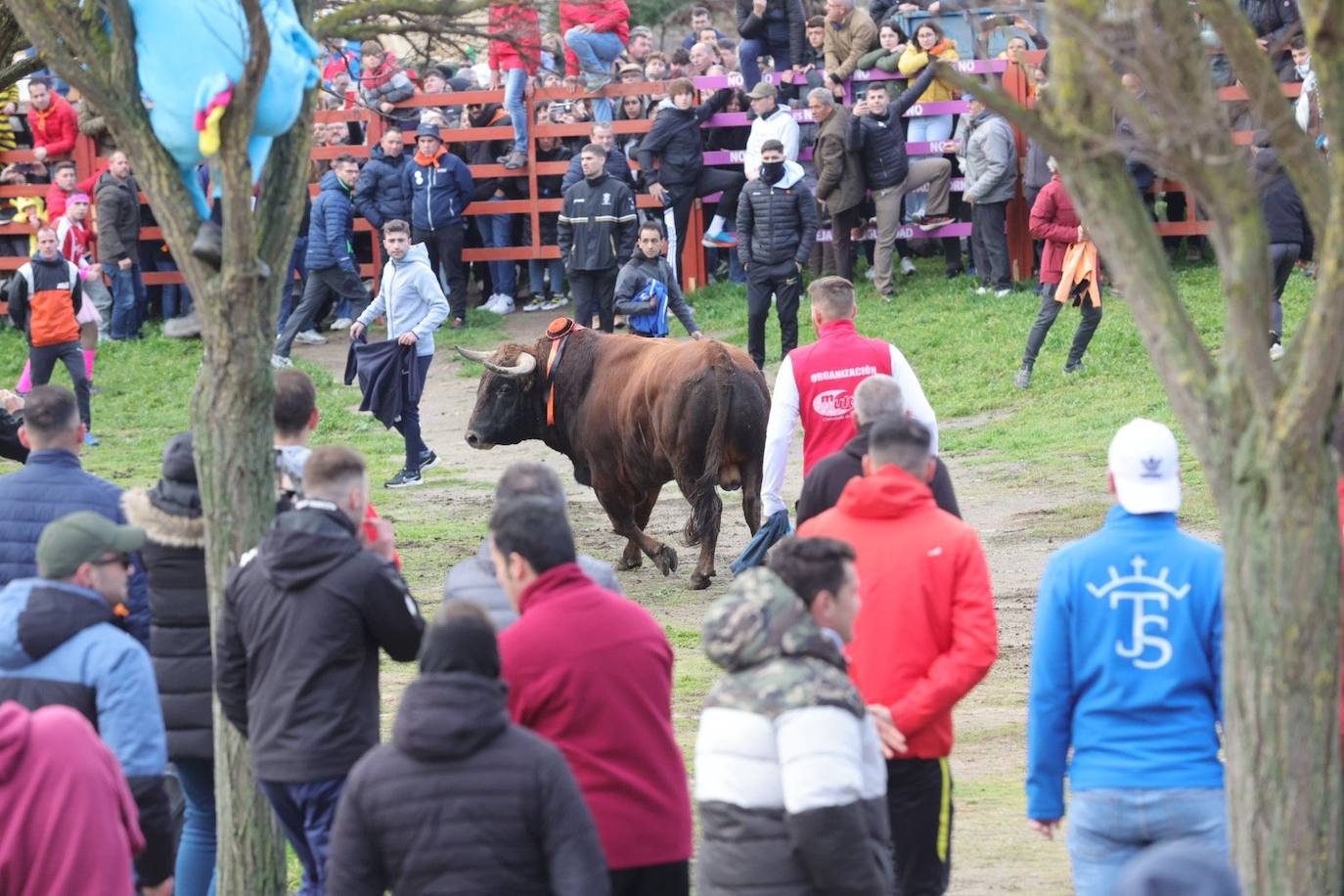 El Toro del Antruejo en imágenes