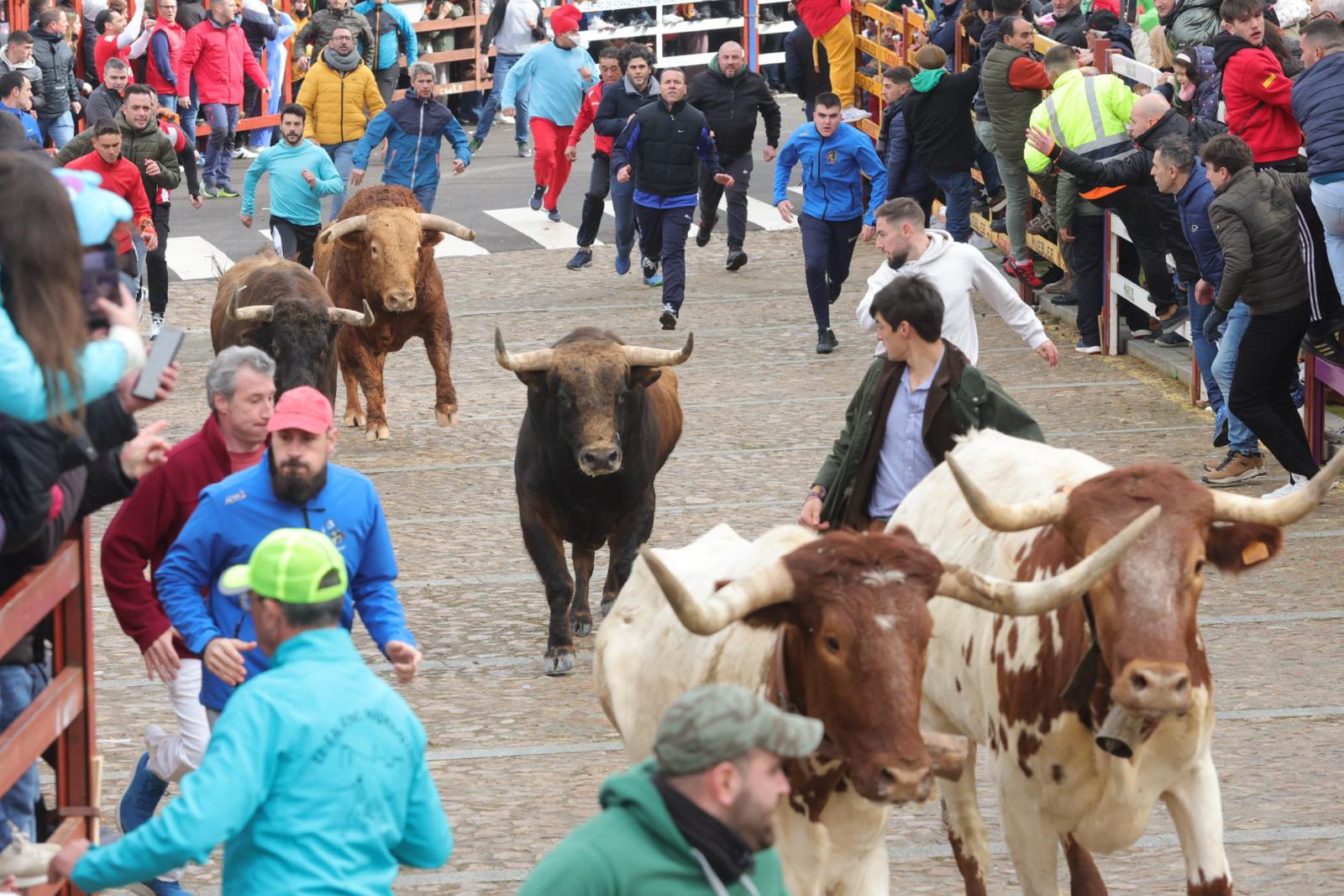 El multitudinario encierro del sábado en Ciudad Rodrigo, en imágenes