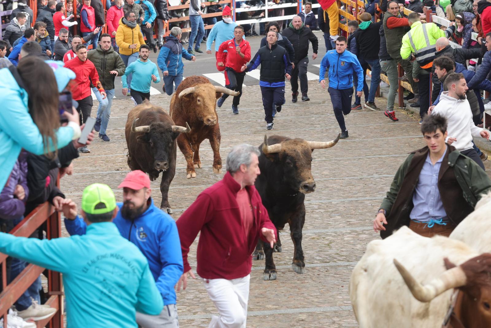 El multitudinario encierro del sábado en Ciudad Rodrigo, en imágenes