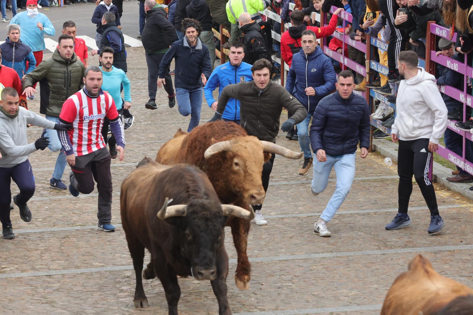 El multitudinario encierro del sábado en Ciudad Rodrigo, en imágenes