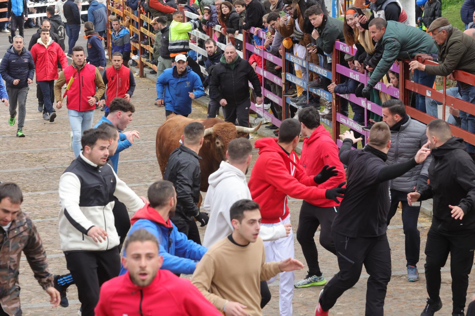 El multitudinario encierro del sábado en Ciudad Rodrigo, en imágenes