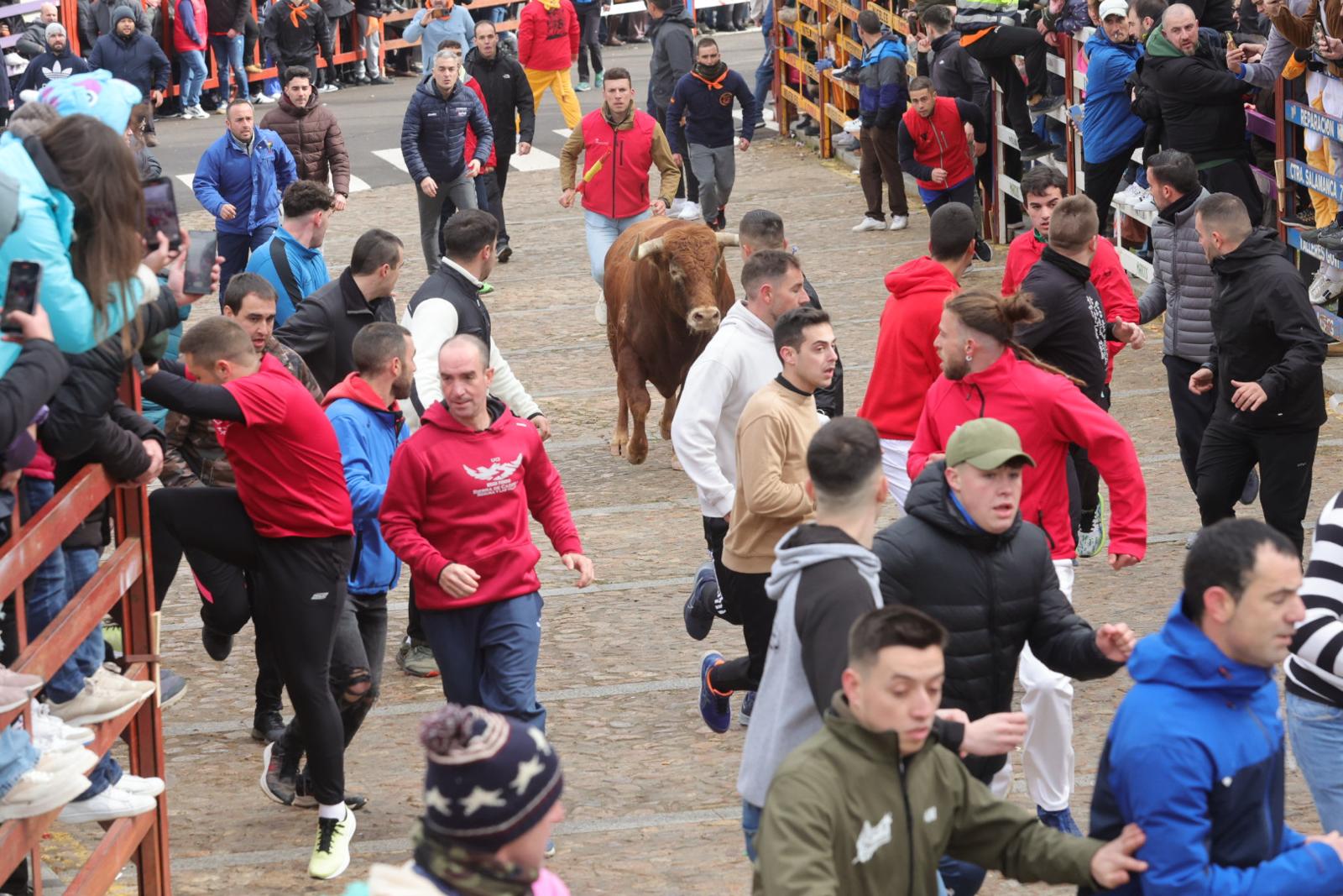 El multitudinario encierro del sábado en Ciudad Rodrigo, en imágenes