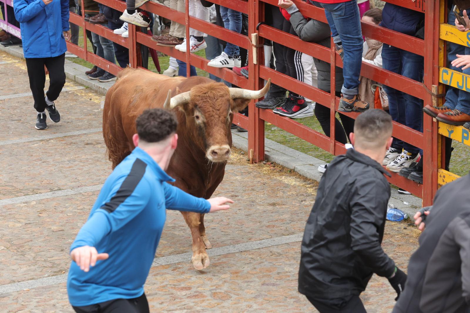 El multitudinario encierro del sábado en Ciudad Rodrigo, en imágenes