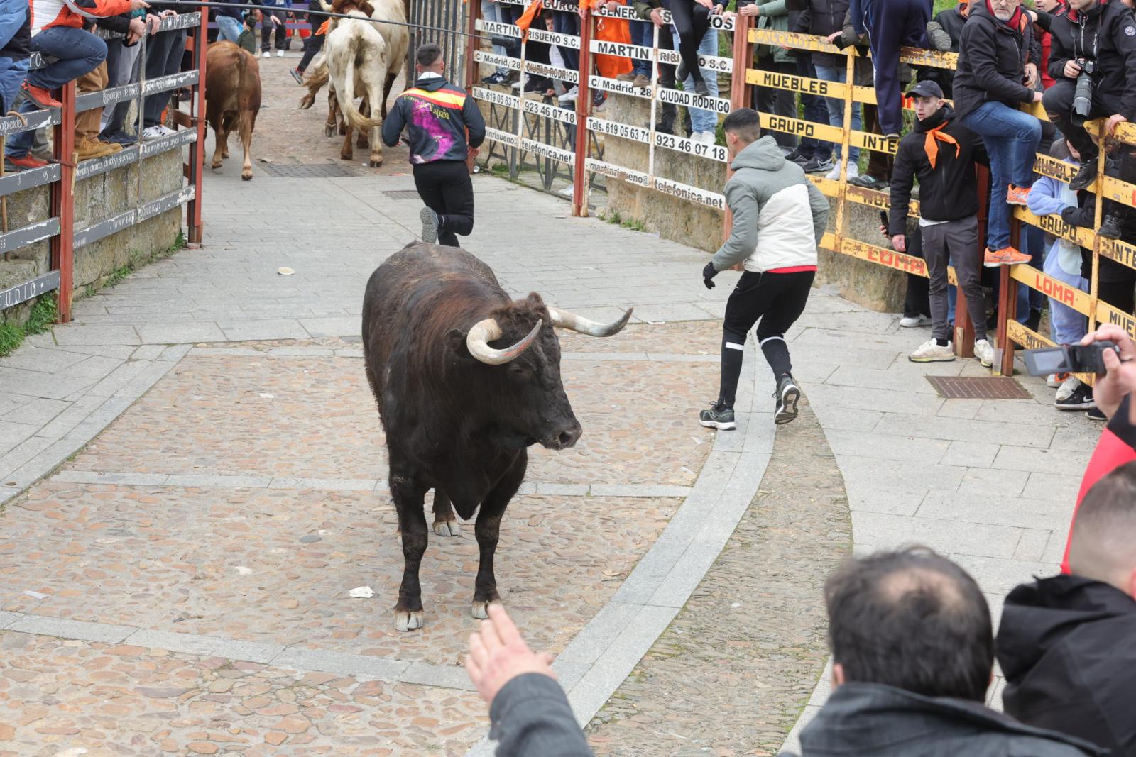 El multitudinario encierro del sábado en Ciudad Rodrigo, en imágenes