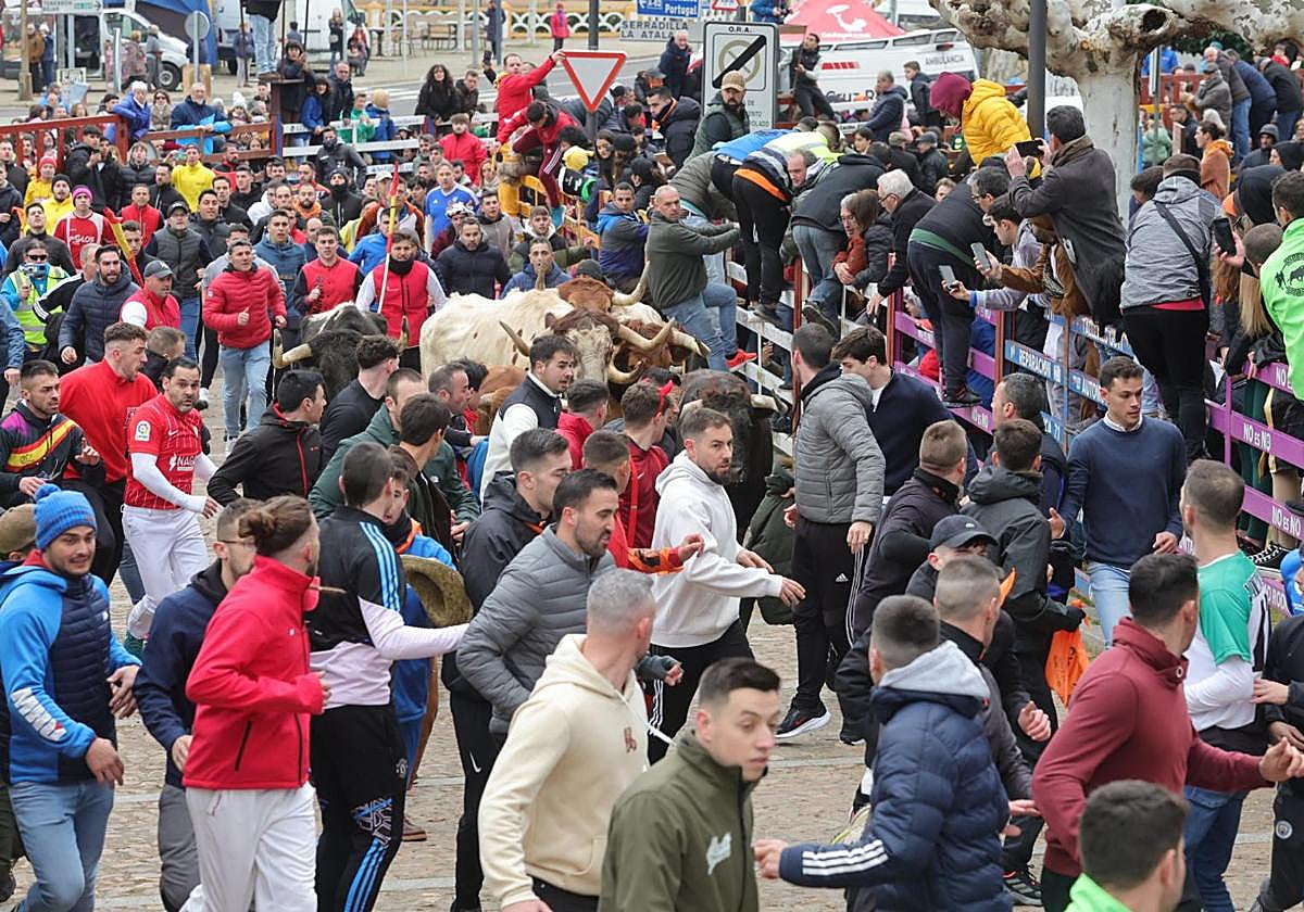 El multitudinario encierro del sábado en Ciudad Rodrigo, en imágenes