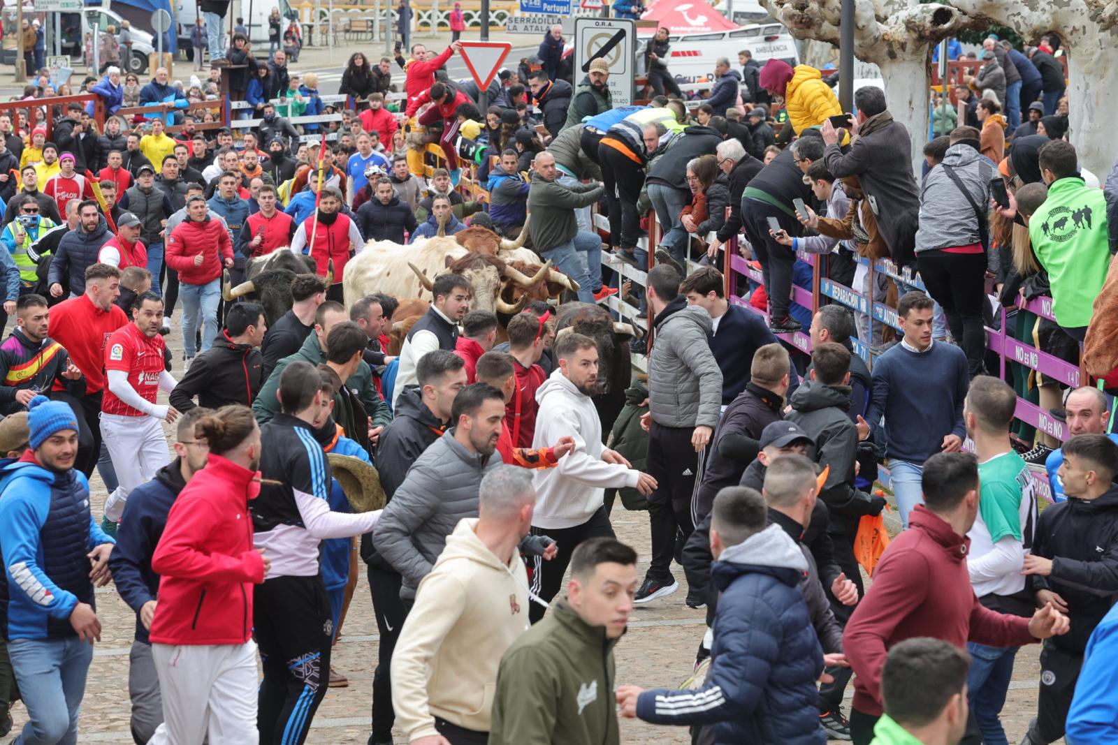 El multitudinario encierro del sábado en Ciudad Rodrigo, en imágenes