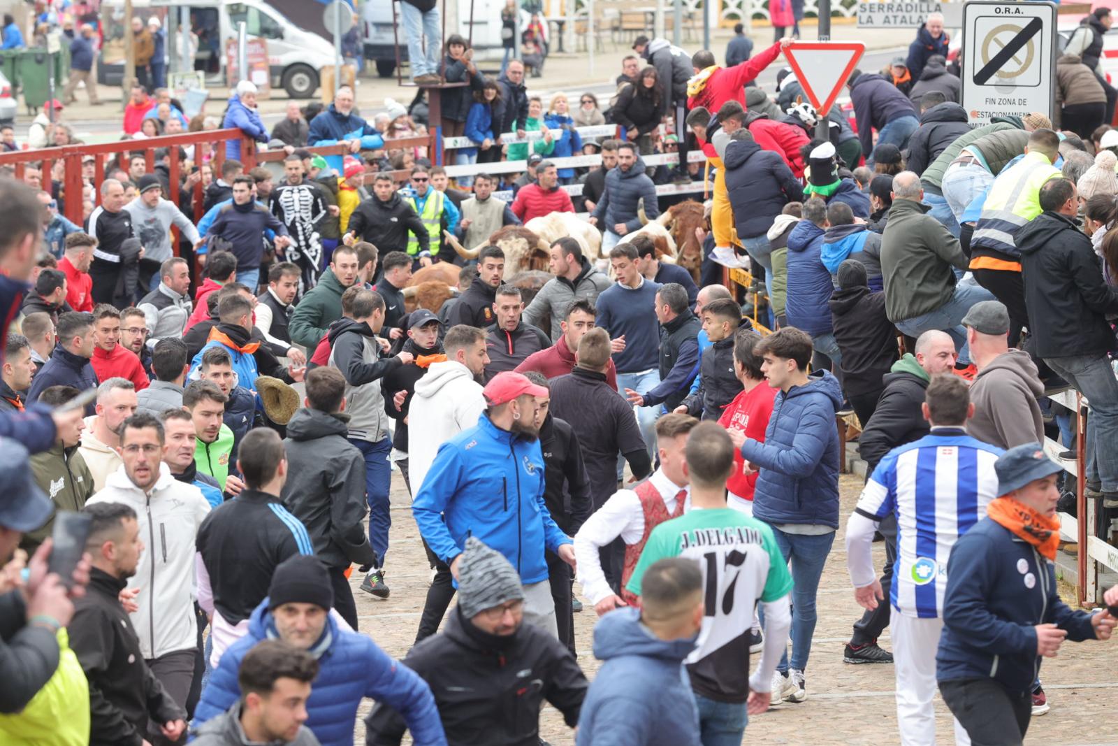 El multitudinario encierro del sábado en Ciudad Rodrigo, en imágenes