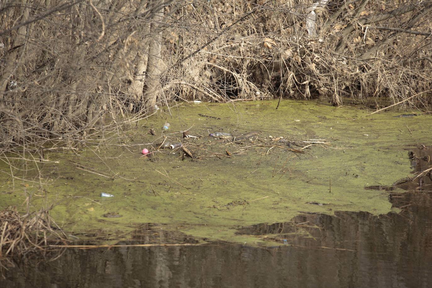 La crecida del río llena de &#039;basuraleza&#039; la ribera del Tormes