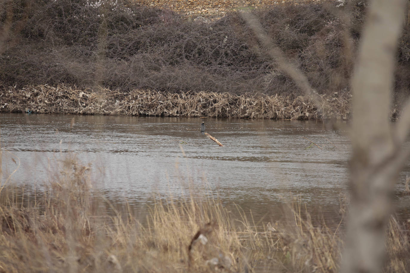La crecida del río llena de &#039;basuraleza&#039; la ribera del Tormes