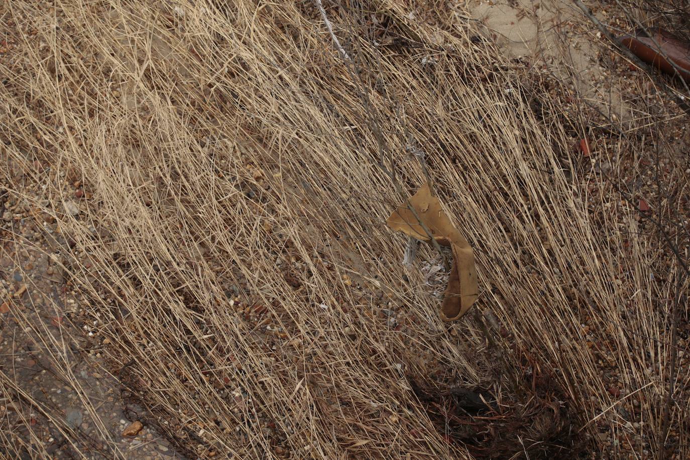 La crecida del río llena de &#039;basuraleza&#039; la ribera del Tormes