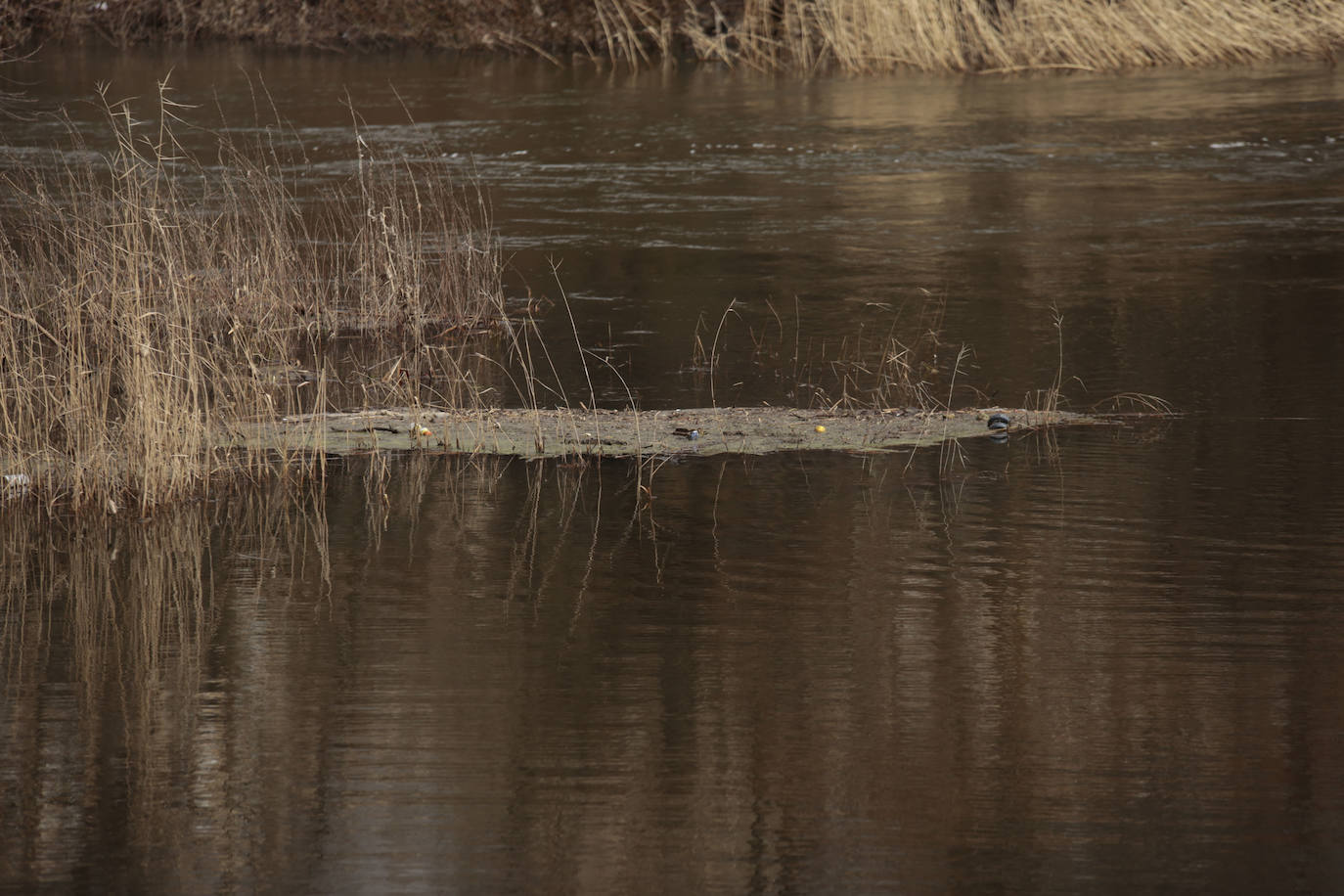 La crecida del río llena de &#039;basuraleza&#039; la ribera del Tormes