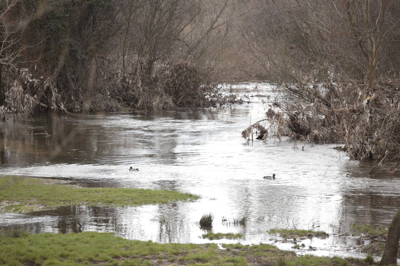 La crecida del río llena de &#039;basuraleza&#039; la ribera del Tormes