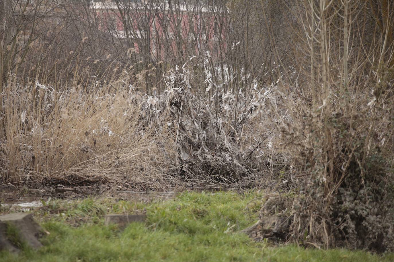 La crecida del río llena de &#039;basuraleza&#039; la ribera del Tormes