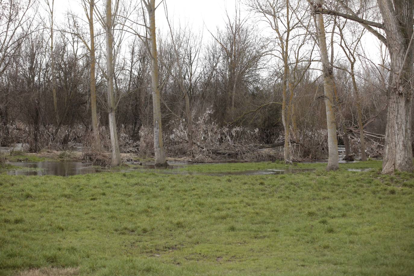 La crecida del río llena de &#039;basuraleza&#039; la ribera del Tormes