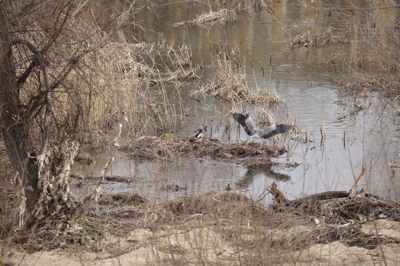 La crecida del río llena de &#039;basuraleza&#039; la ribera del Tormes