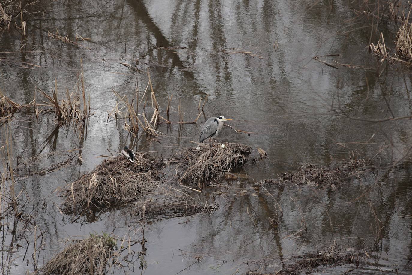 La crecida del río llena de &#039;basuraleza&#039; la ribera del Tormes