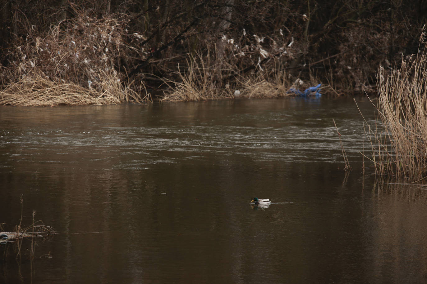 La crecida del río llena de &#039;basuraleza&#039; la ribera del Tormes
