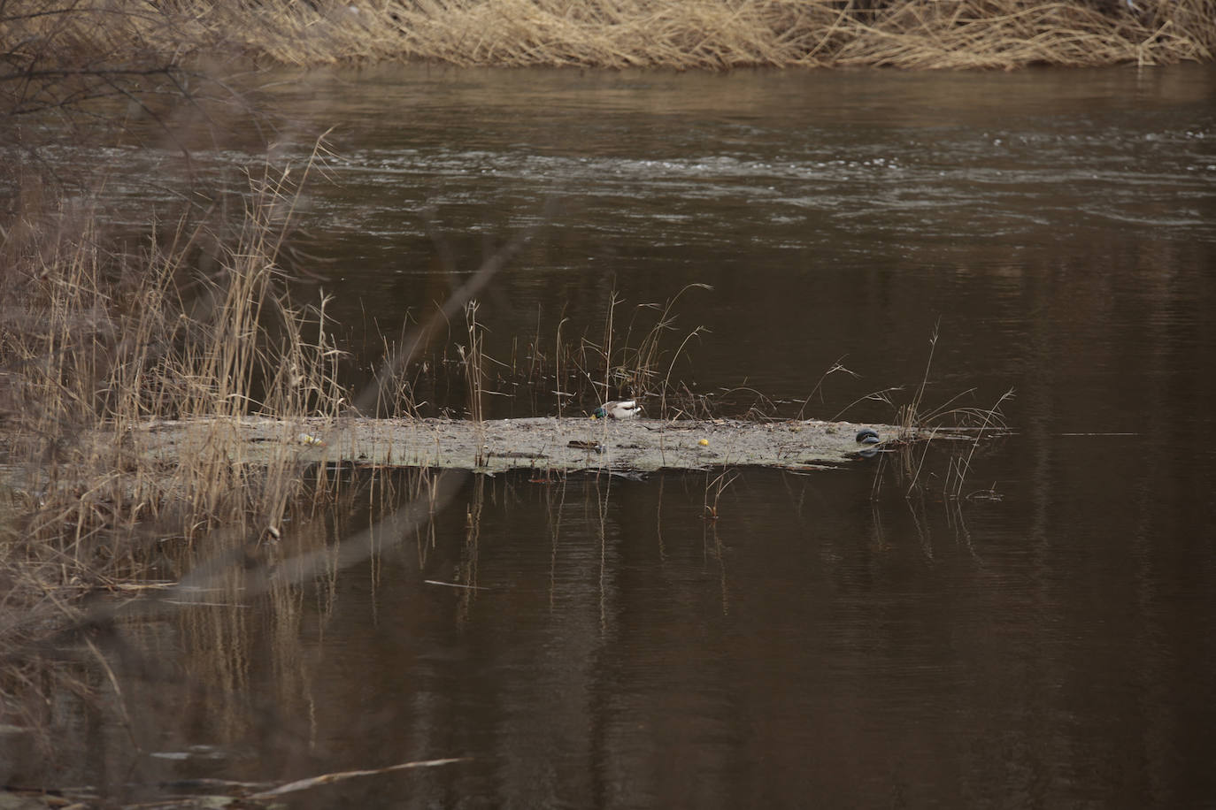 La crecida del río llena de &#039;basuraleza&#039; la ribera del Tormes