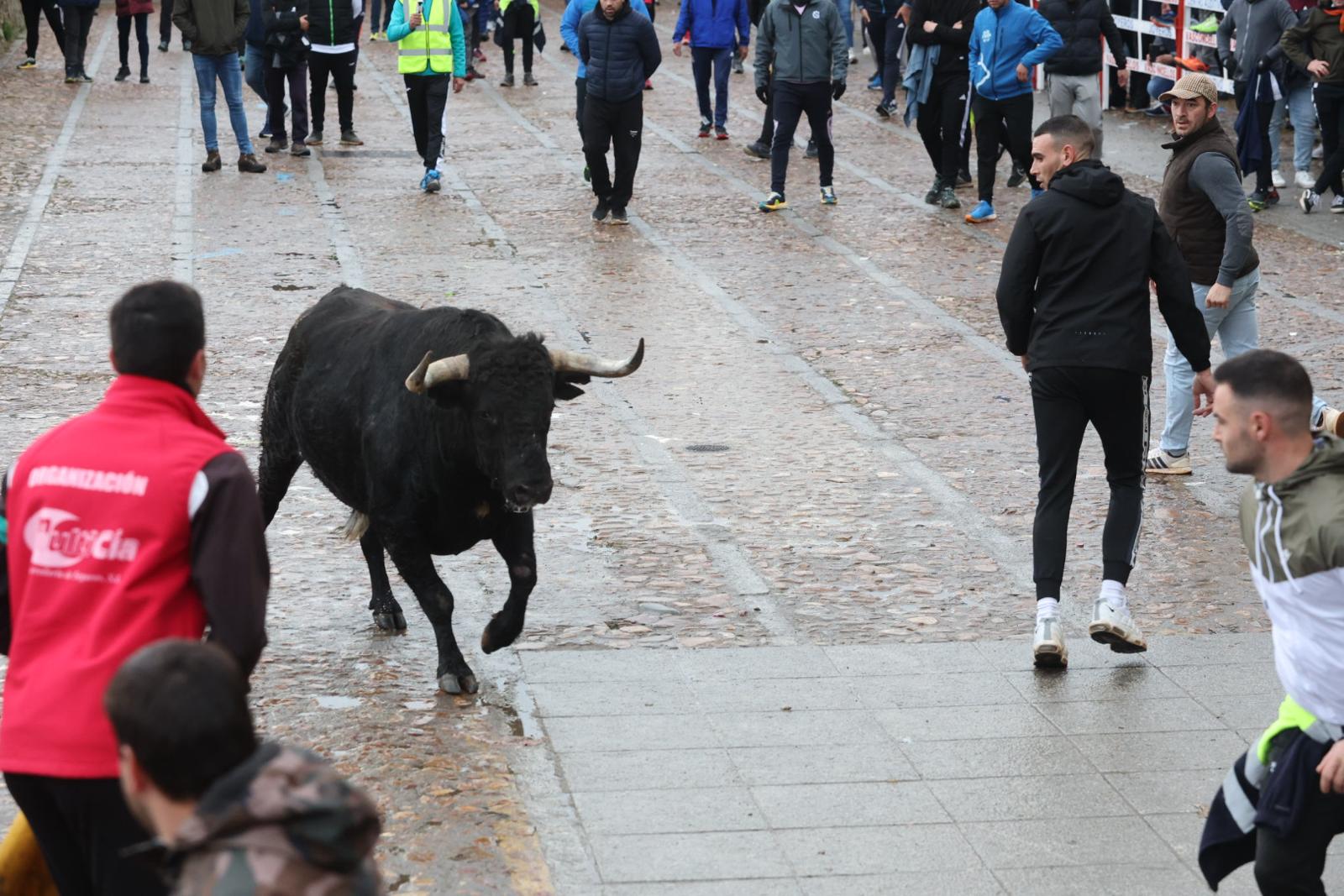 El Martes de Carnaval arranca en Ciudad Rodrigo con un divertido Toro del Aguardiente