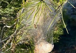 Típico bolsón de procesionaria en una imagen tomada la semana pasada en el pinar de Aldeatejada.