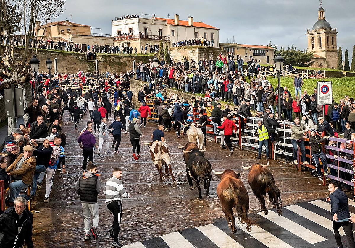 Imagen de uno de los encierros de este pasado Carnaval del Toro de Ciudad Rodrigo.