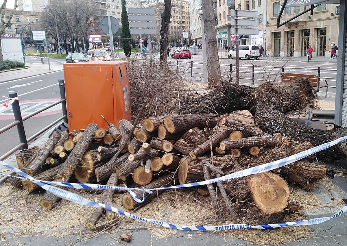 Imagen secundaria 1 - Salamanca pierde 54 árboles por los temporales: algunas claves para comprender lo ocurrido