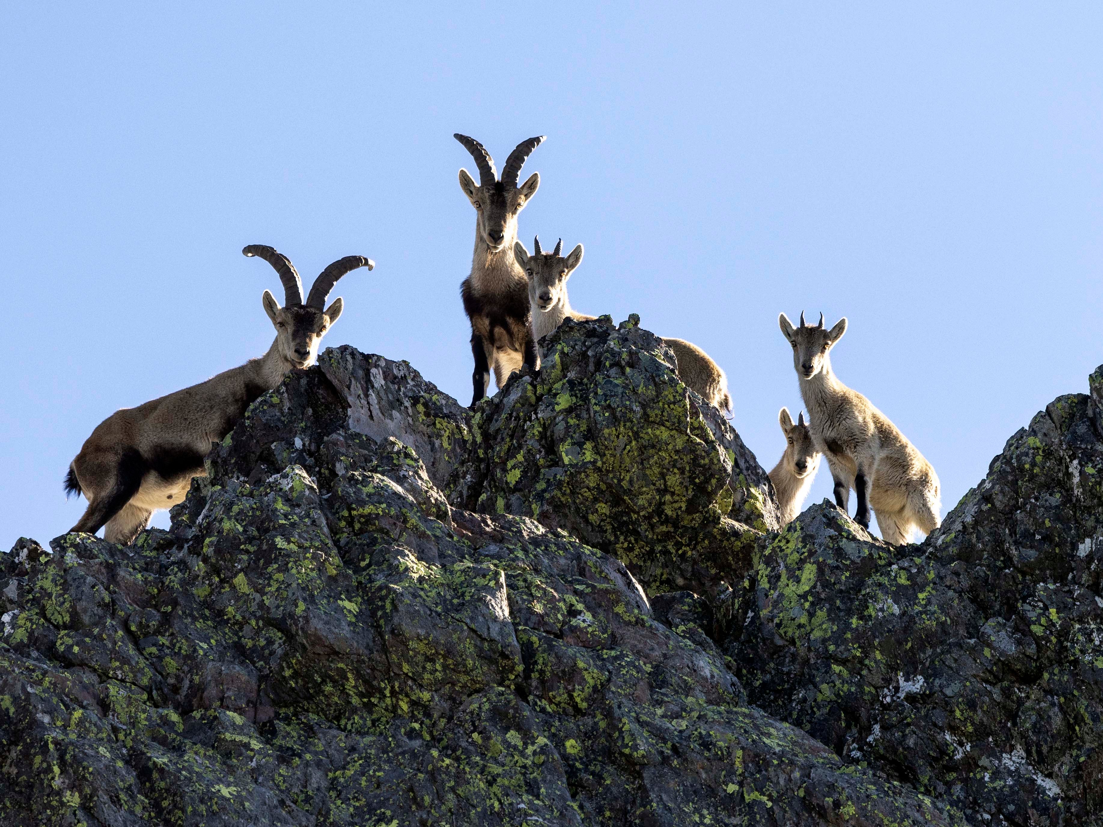La cabra montesa, especie emblemática de Las Batuecas