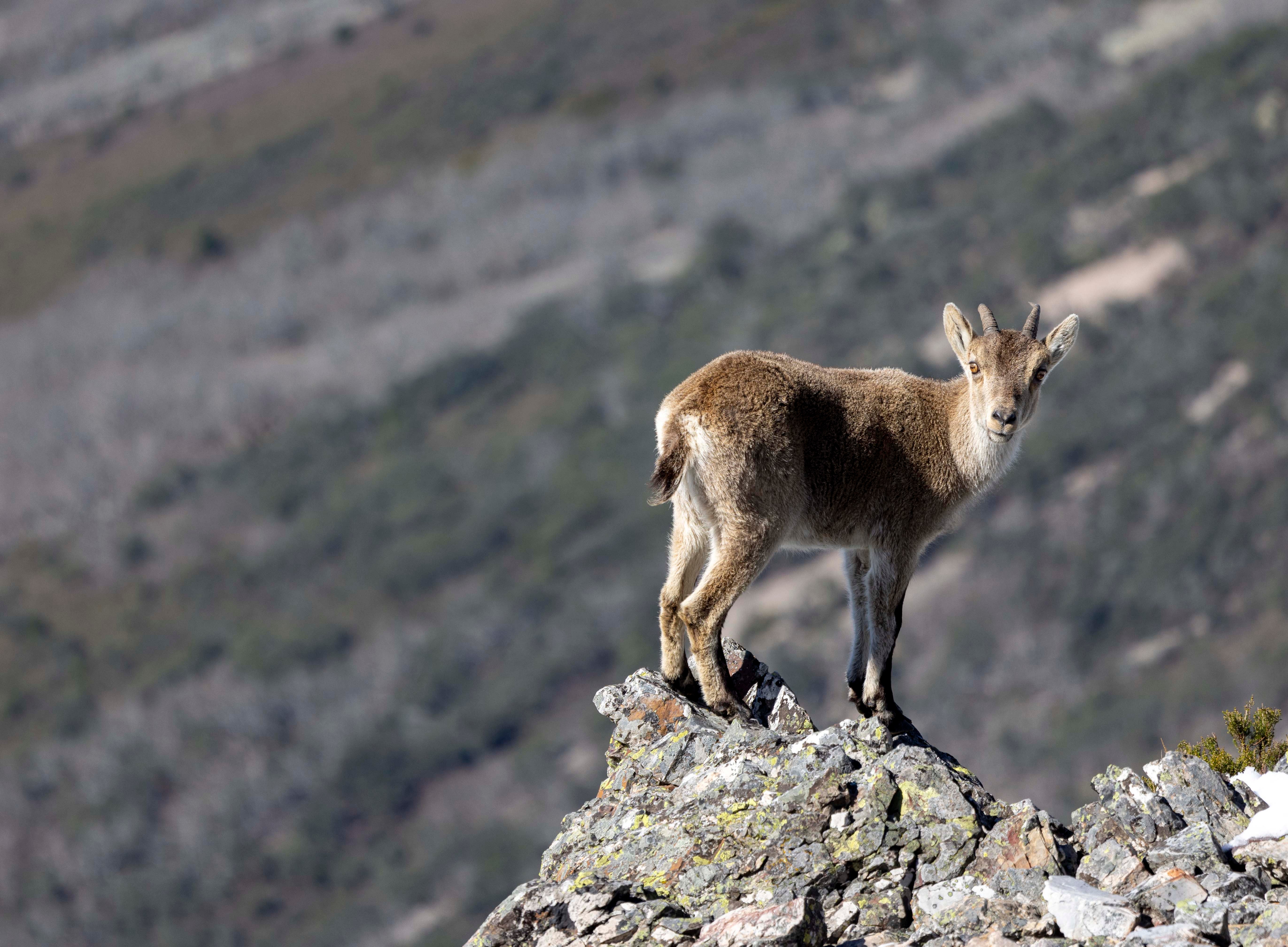 La cabra montesa, especie emblemática de Las Batuecas