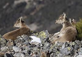 La subasta de Las Batuecas donde la «joya» es el macho montés