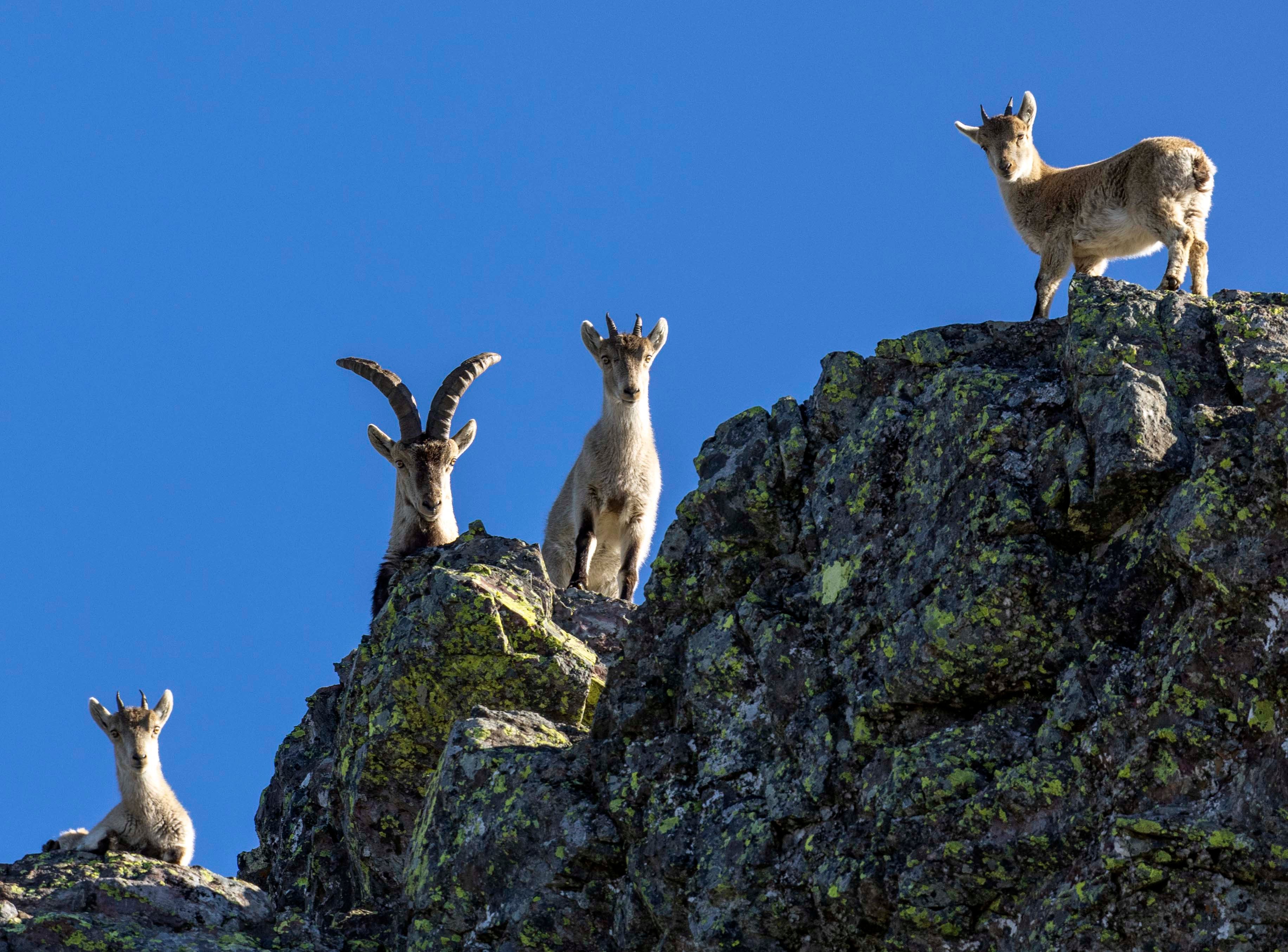 La cabra montesa, especie emblemática de Las Batuecas