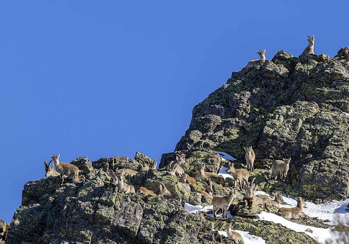 La cabra montesa, especie emblemática de Las Batuecas