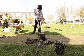 Plantación de las secuoyas en el campus Miguel de Unamuno.