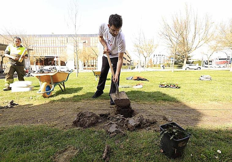 Plantación de las secuoyas en el campus Miguel de Unamuno.