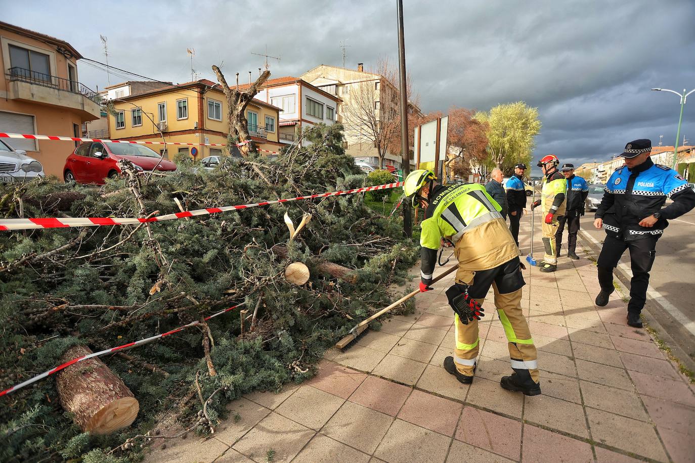 Retirada de un árbol caído en Ciudad Rodrigo.