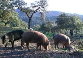 Varios cerdos, en el campo.