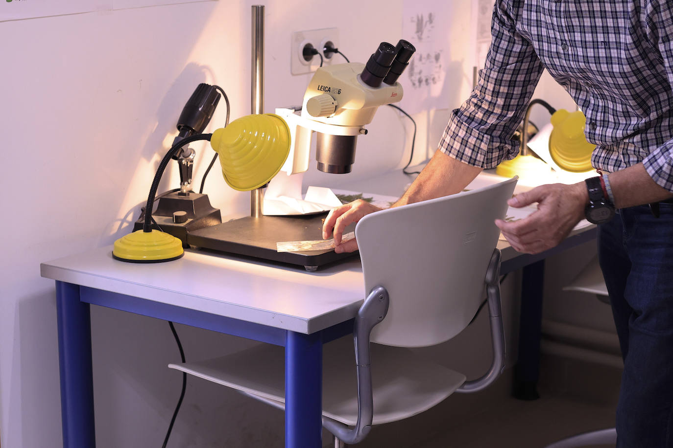 Plantas secas al servicio de la investigación